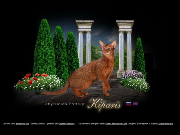 KIPARIS - питомник абиссинских кошек.