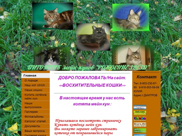 Филиал Восхитительные кошки московского питомника